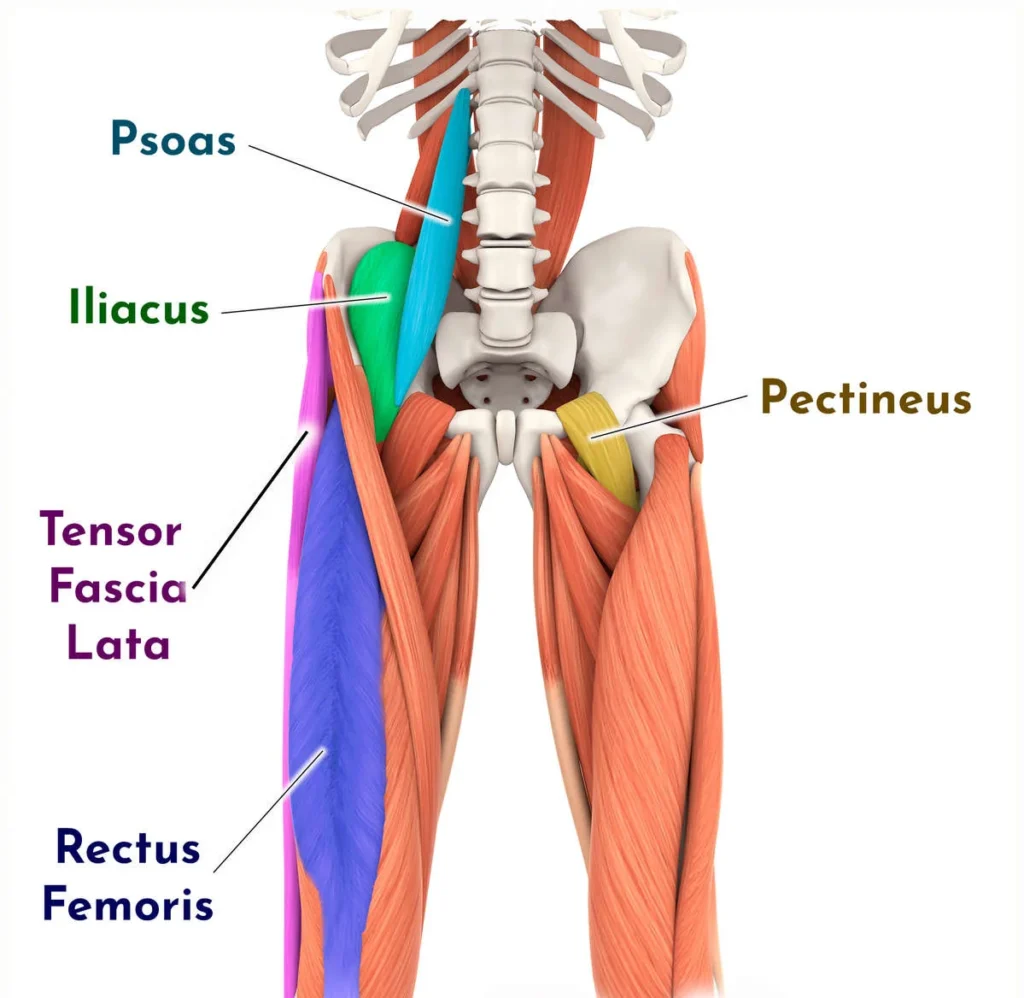 The 5 muscles of hip flexors