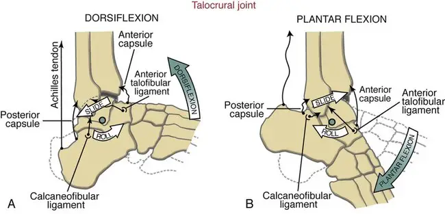 Anatomy of the runner’s ankle by Plantar and Dorsal flexion