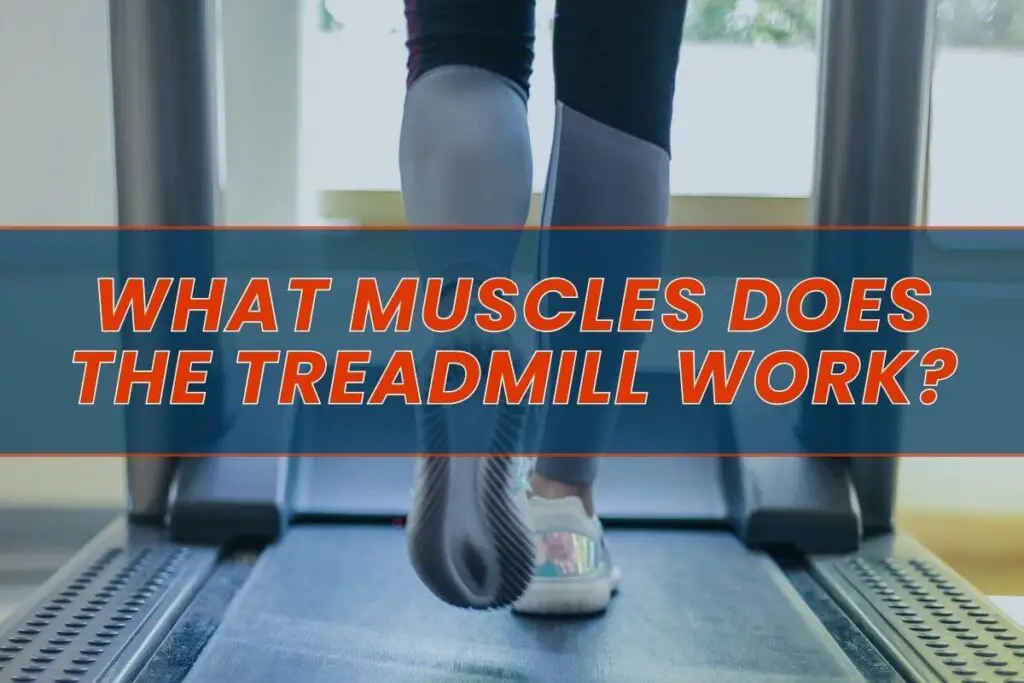 Muscles engaged during treadmill workout